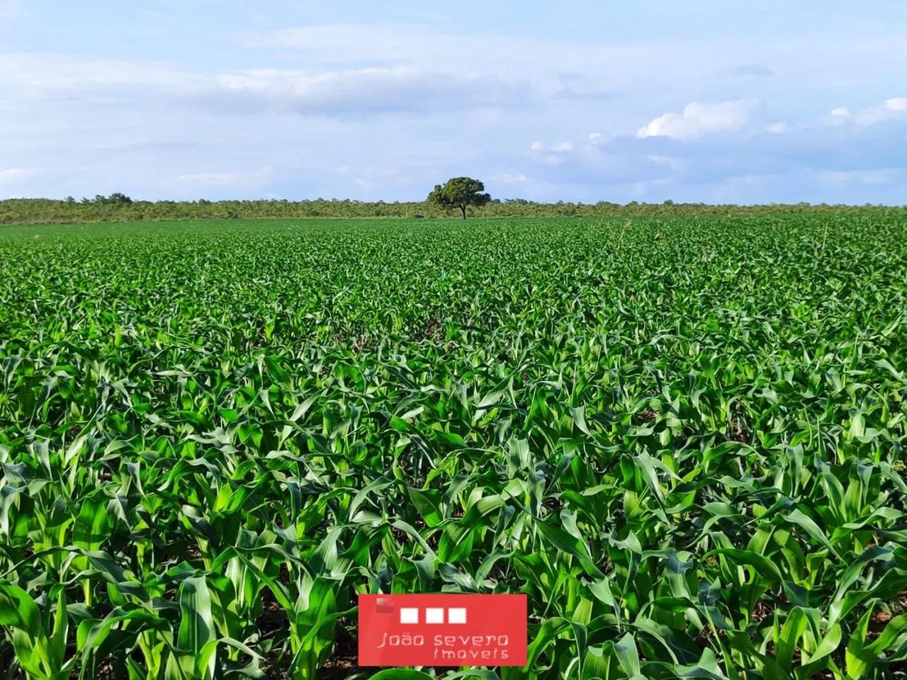 Fazenda para Venda em Balsas - Foto 4