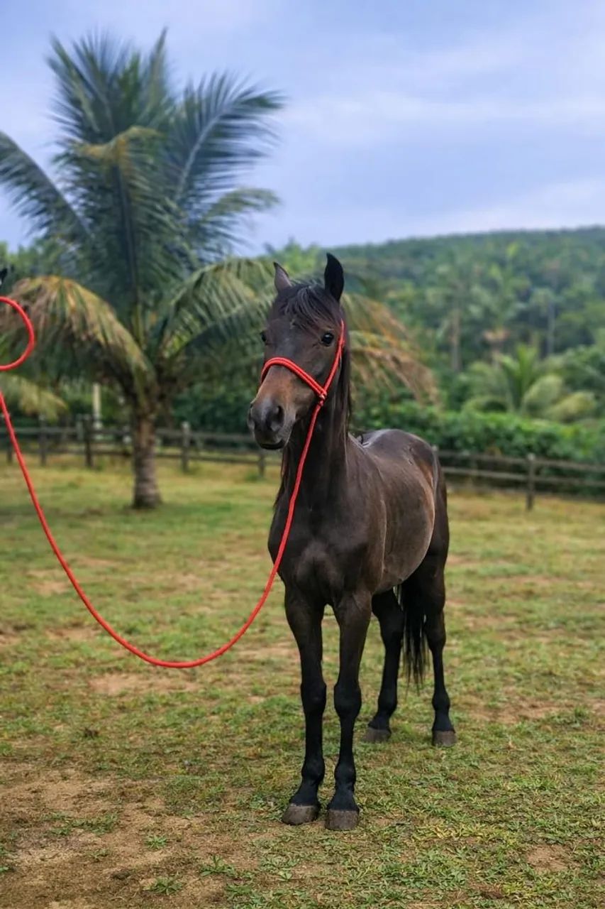 Vendo Potro  - Foto 2