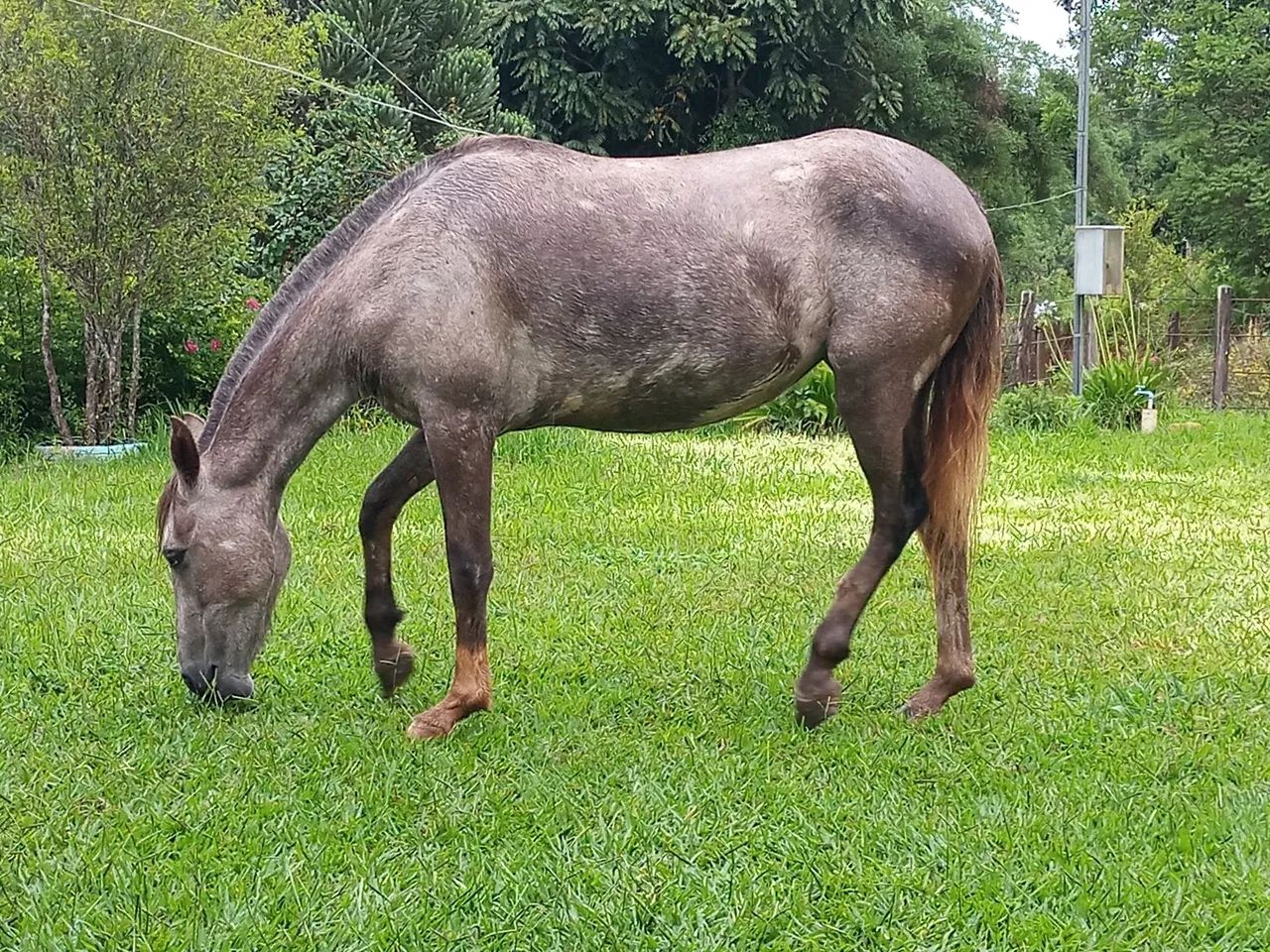 Potra - Foto 5