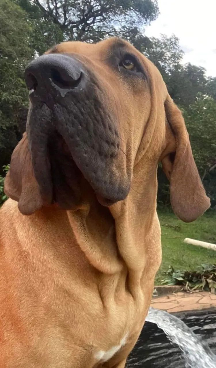 Adoção fila brasileiro - Foto 2