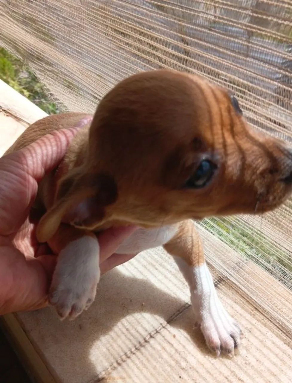 Cachorro Pincher 2