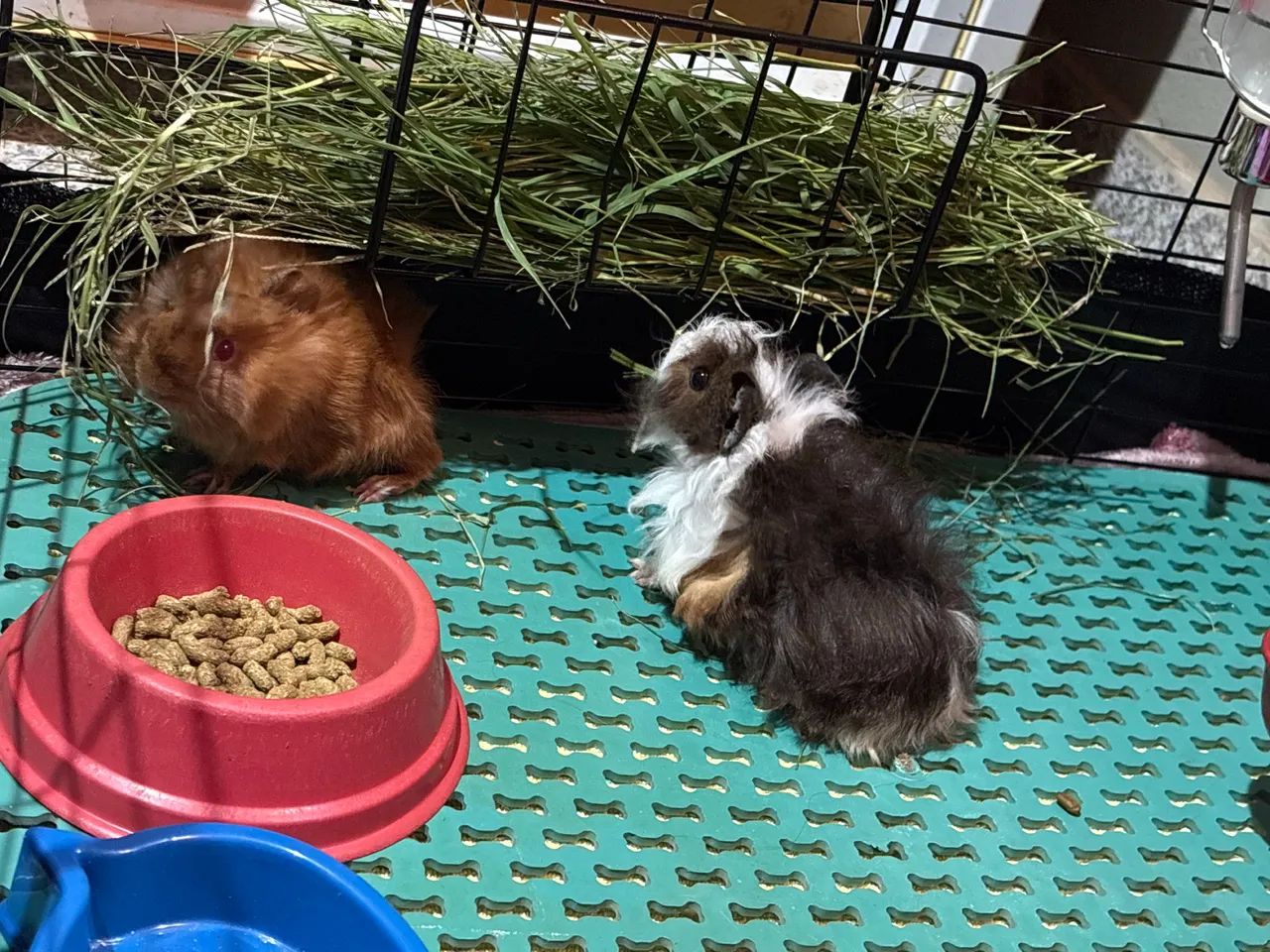 2 Porquinhas da Índia com Cercado  - Foto 2