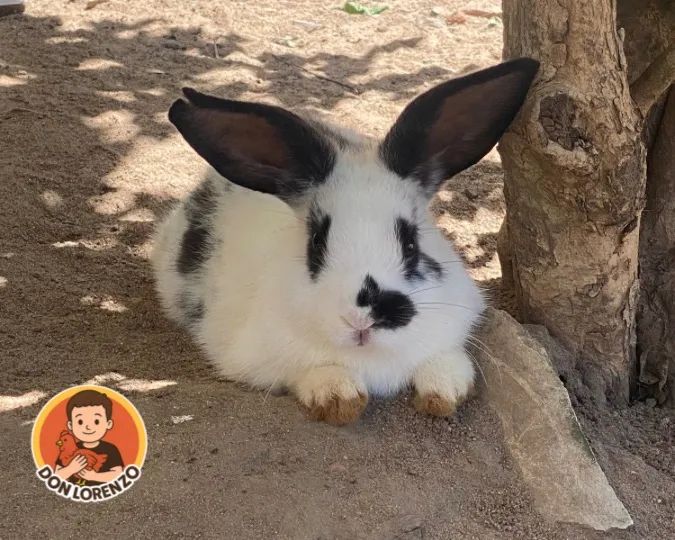 Filhote de Mini Coelho - Foto 2