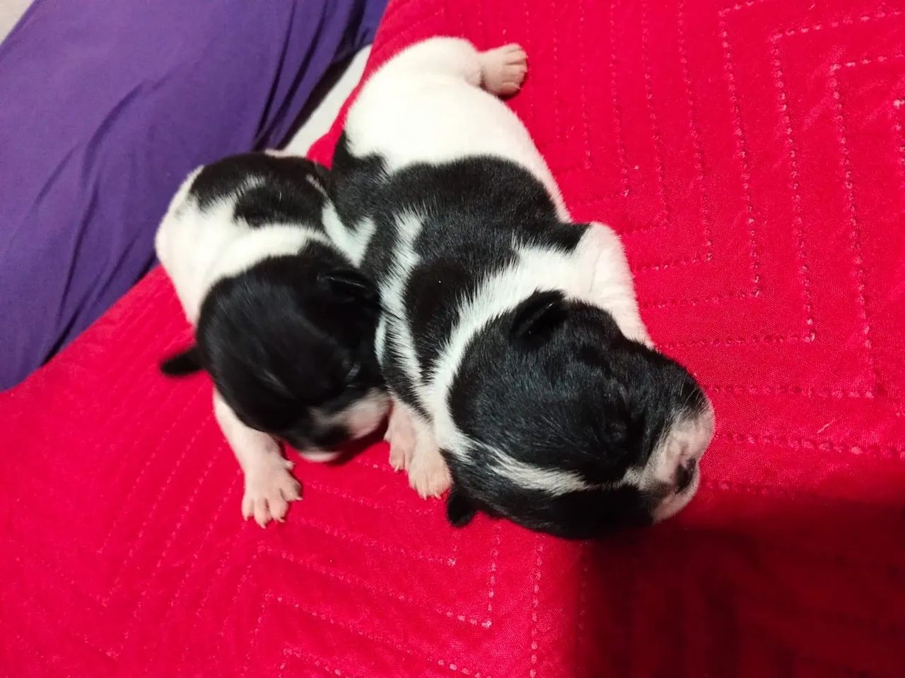 Bulldog francês  - Foto 3