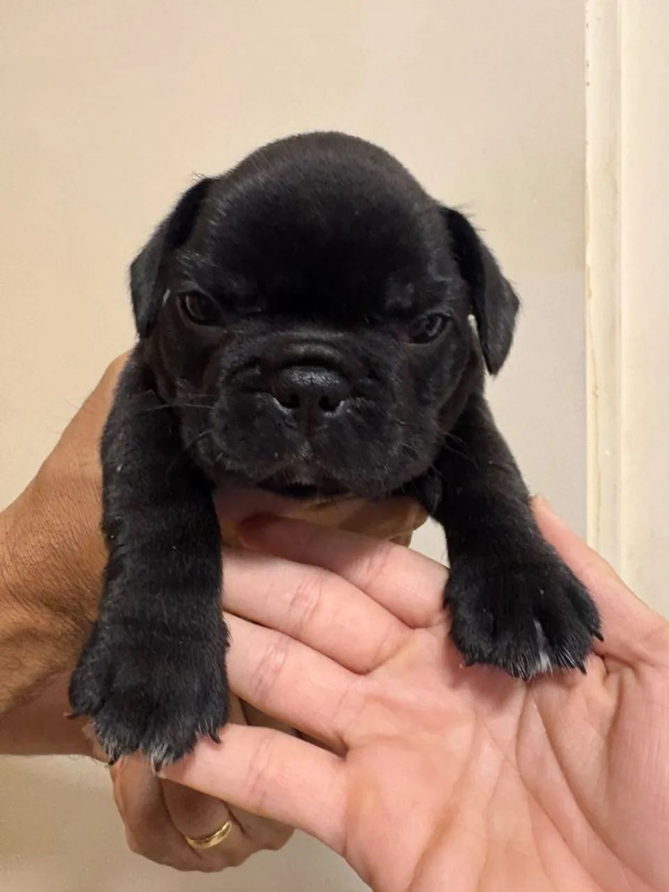 Bulldog Francês  - Foto 3