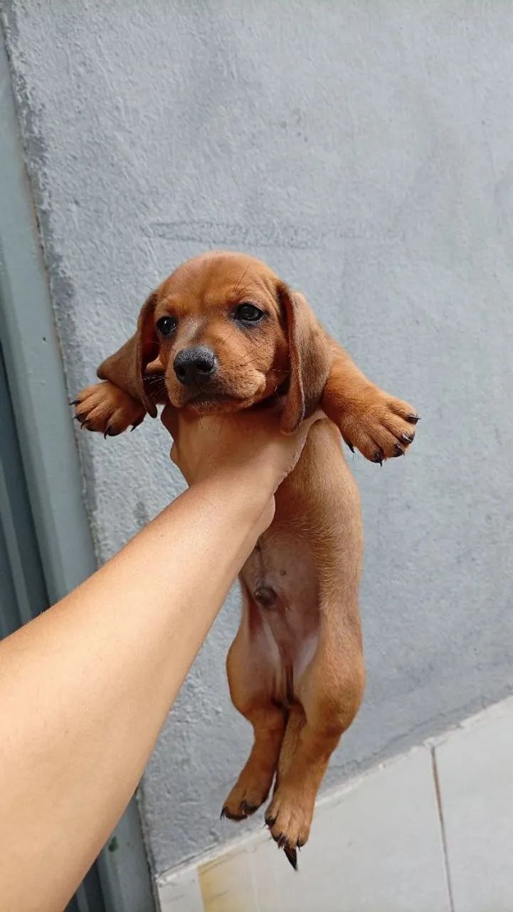 Dachshund  - Foto 2