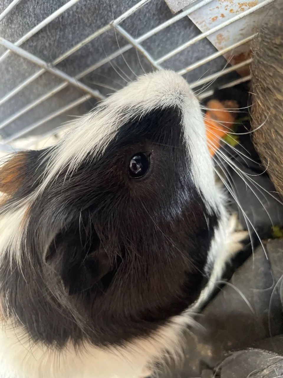 Doação porquinho da índia e preá