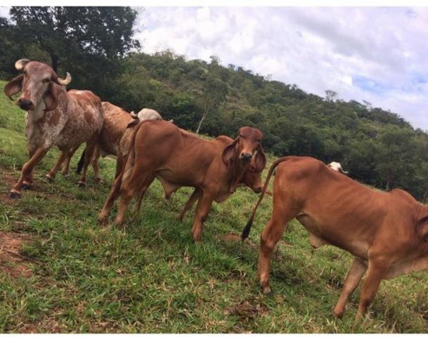 Fazenda Pecuária - 700 Ha - Chapada dos Guimarães
