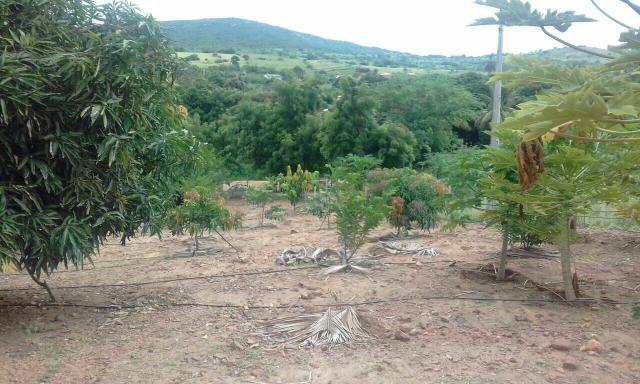 Sitio no Povoado de Olhos D'agua de Cima em Jacobina ba - Foto 8