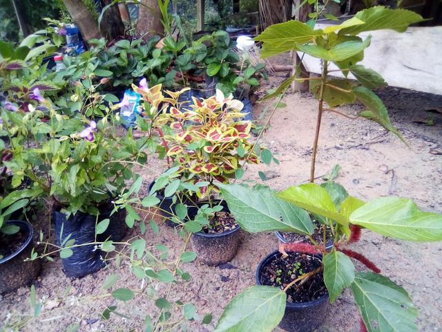 Mudas para jardim - Foto 5