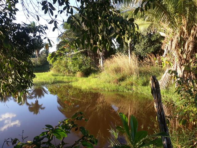 Vendo excelente chácara as margens da ma 216** 30 hectares em Penalva ma - Foto 14