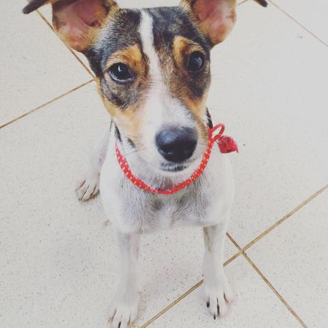 Cachorrinhos - Foto 2