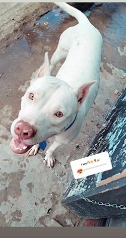 Pit bull red nose femea disponivel pra cruzar