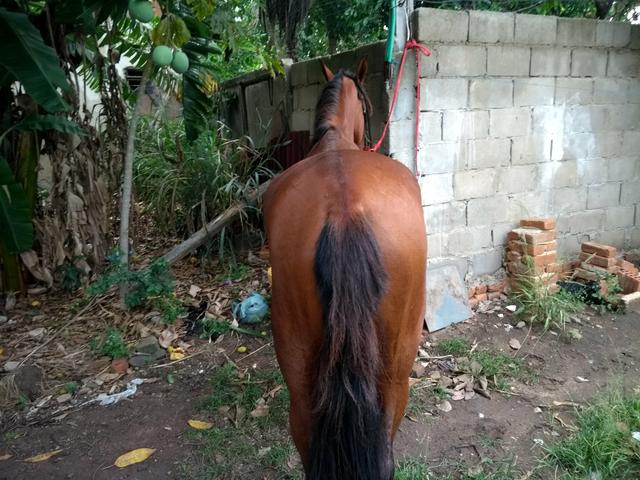 Vender ou trocar ou o bregão
