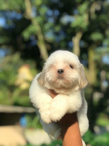 Microchipados Atestado de Saúde e Pedigree grátis Shih Tzu - Foto 6