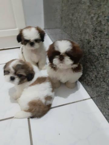 Lindissimos shihtzus amados !! - Foto 4