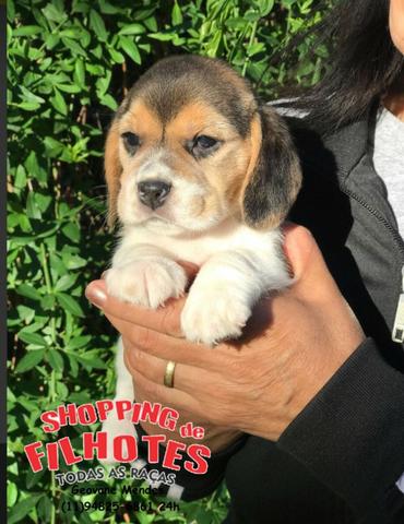Beagle 13 polegadas, bicolor e tricolor, com suporte veterinário gratuito! - Foto 2
