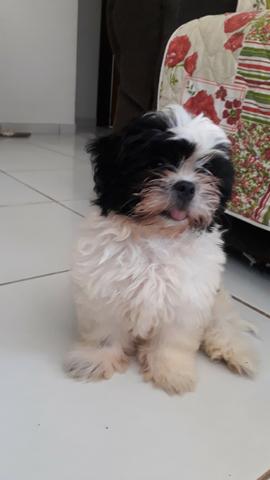 Shih tzu macho