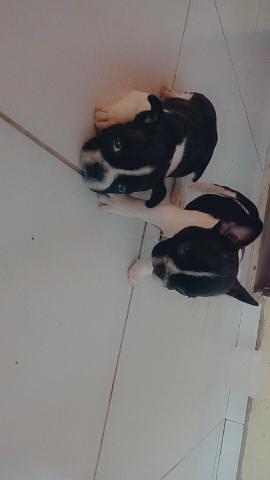 Bulldog Frances filhotes! - Foto 4