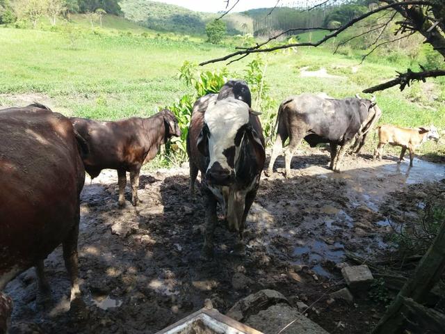 Vendo gado - Foto 2