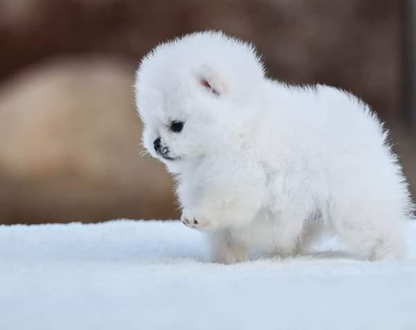 Lulu da pomerania anão - Foto 4