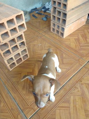 Vendo filhote de Pinscher 1