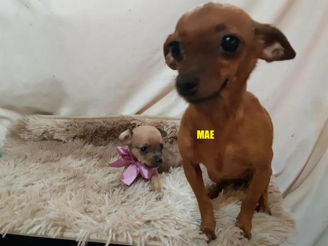 Pinscher zero pura 350 - Foto 2