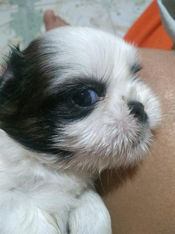 Macho Shi Tzu legítimo - Foto 6