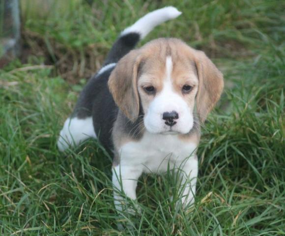Beagle mini, a pronta entrega - Foto 3