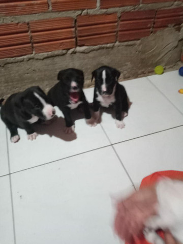 Filhotes de Pit Bull com Labrador