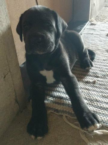 Dog alemão - Foto 2