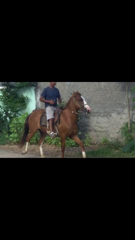Cavalo marchador 3,500,00 - Foto 2