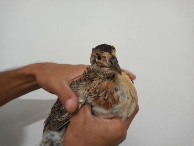 Aves disponíveis - Foto 2