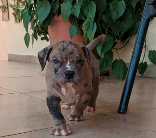American Bully macho merle - Foto 2