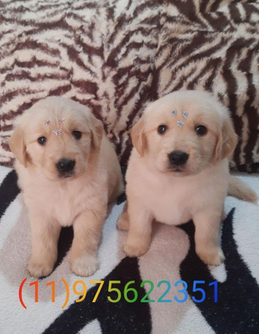 Canil De Golden Retriever Em Campinas Golden Retriever Filhotes Disponivel Femea E Machinhos C Pedigree Cachorros E Acessorios Centro Campinas 788909173 Olx