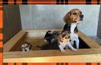 Beagle com pedigree e microchip alta qualidade