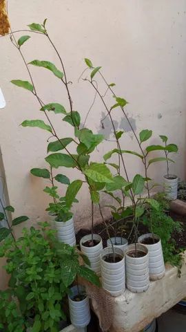 vende- se lindas mudas maracujá azedo - Foto 4