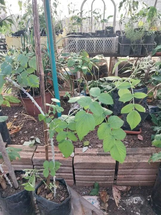 Muda de framboesa preta 90cm - Foto 5