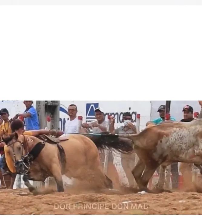 Cavalo de esquerda  - Foto 4