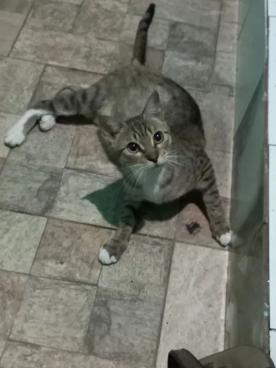 Gatinhos fofinhos para adoção responsável  - Foto 5