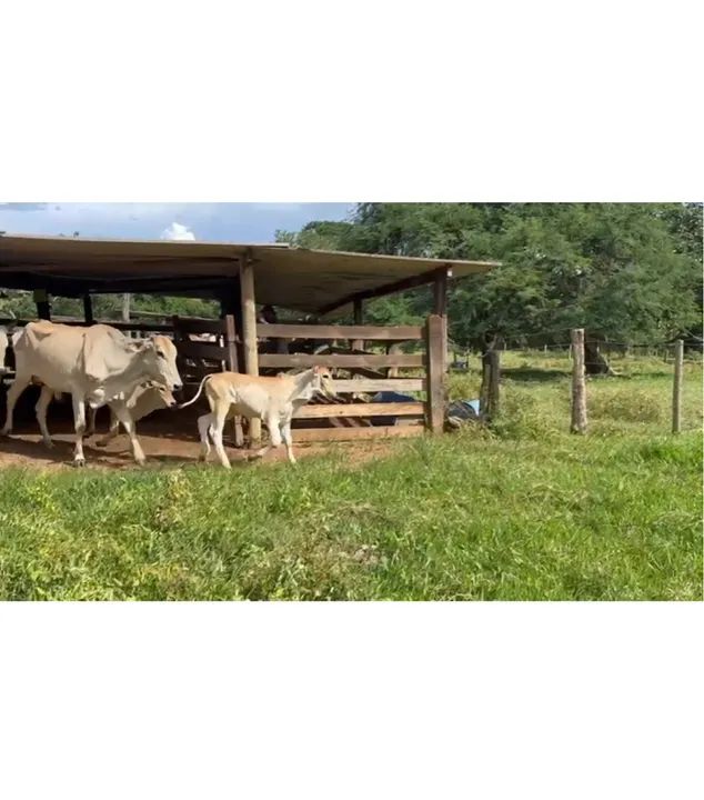 10 Vacas Paridas  - Foto 3