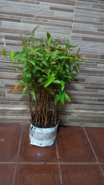 Mudas de eucalipto,acima de 100 mudas está saindo R$:3,00 reais cada . - Foto 2