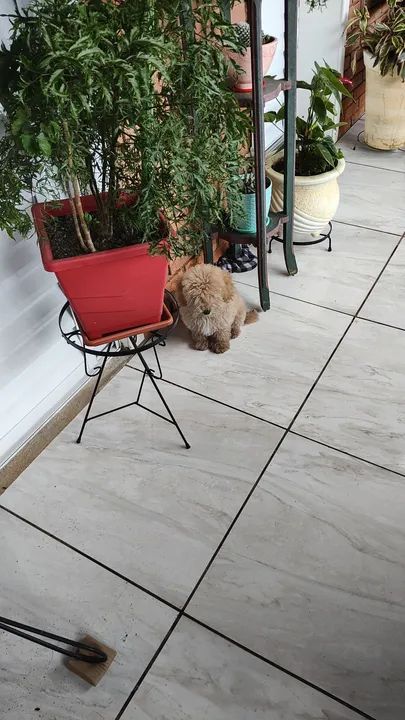 Filhote de Poodle fêmea - Foto 3