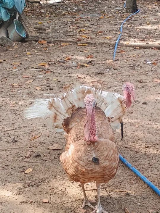 Peru e gansos  - Foto 4