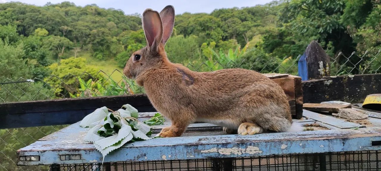Coelhos gigante de Flanders 64672974001921120