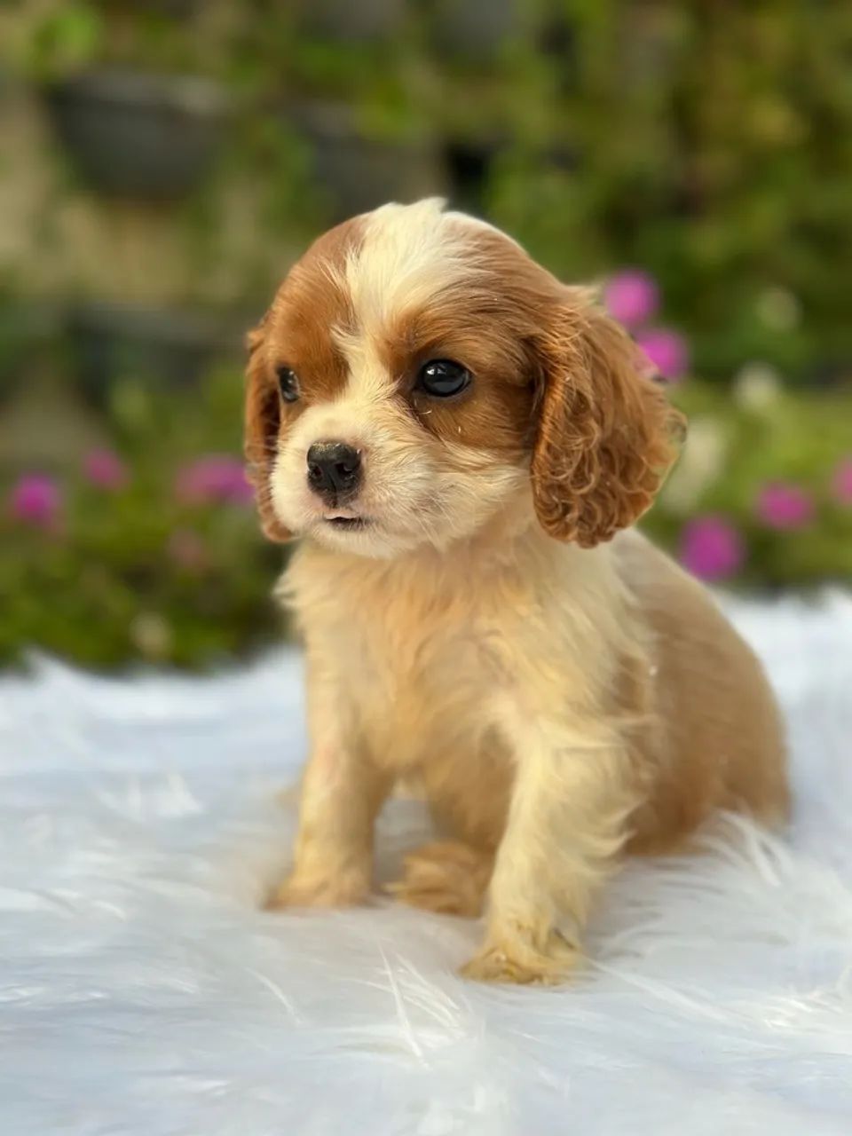 Filhotes de cavalier - Foto 3