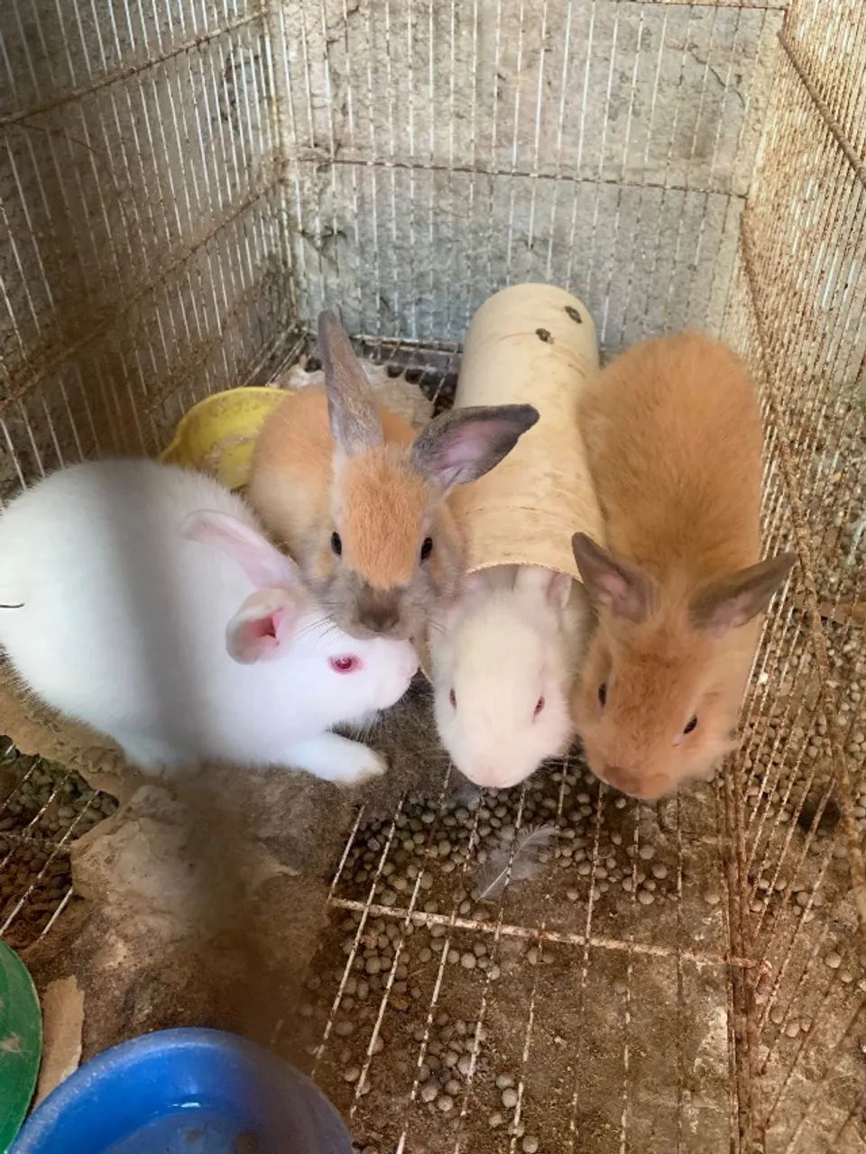 Filhotes de coelho Mini
