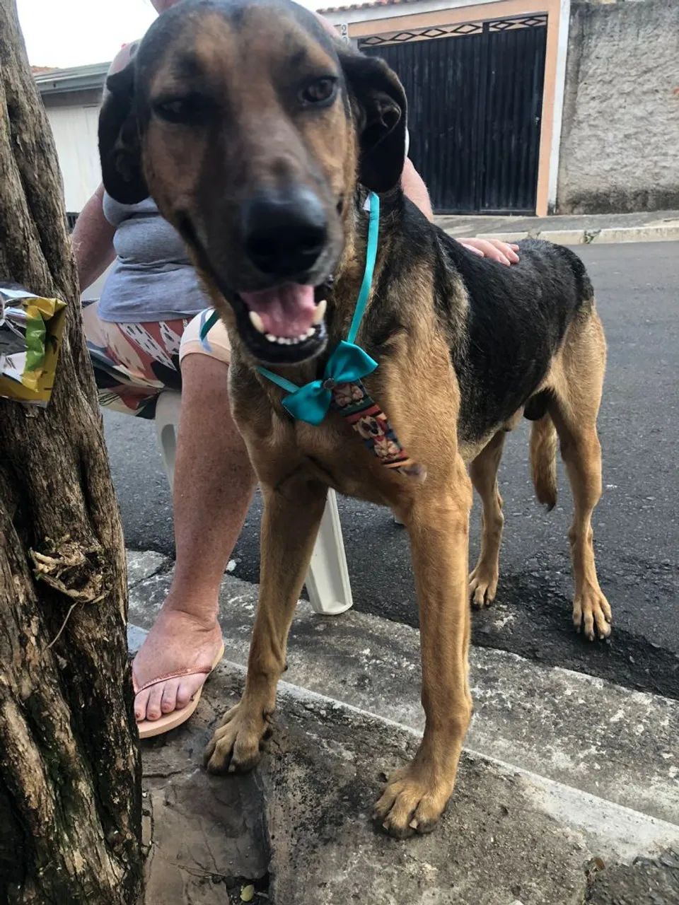 Duke- Pastor Mestiço Adulto para Adoção
