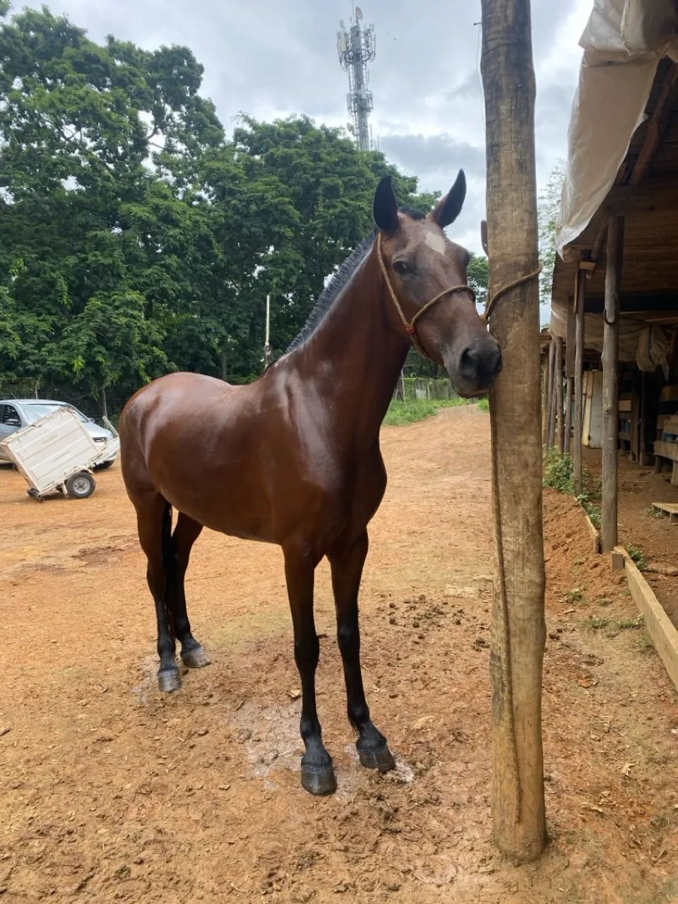 Égua Mangalarga Marchador - Foto 6
