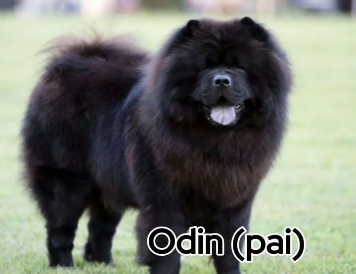 ChowChow (filhotes puros) - Foto 6